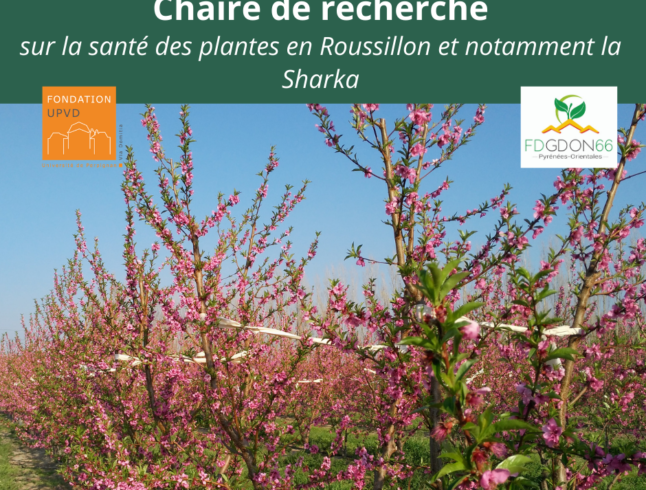 Avancées des recherches sur la Sharka