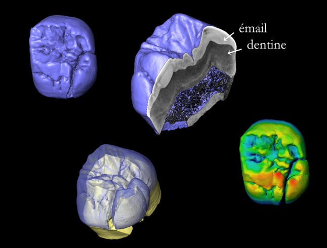 Numérisation du patrimoine fossile humain d’Occitanie : un projet innovant pour la conservation et la recherche